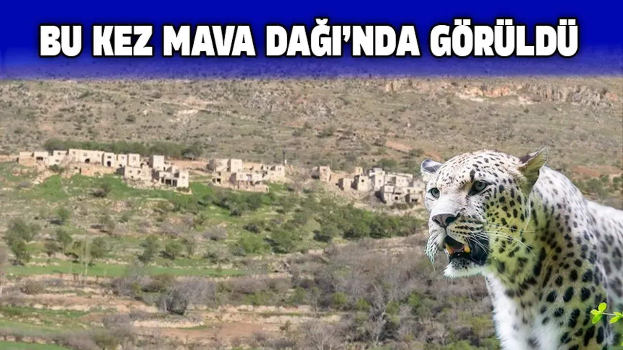 Leopar Yine Ortaya Çıktı
