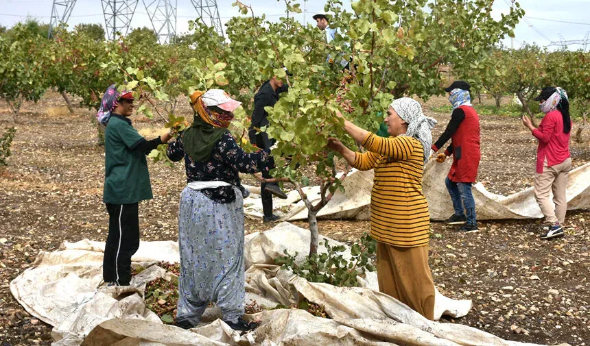 Fıstık İşçisinin Yevmiyesi Belli Oldu