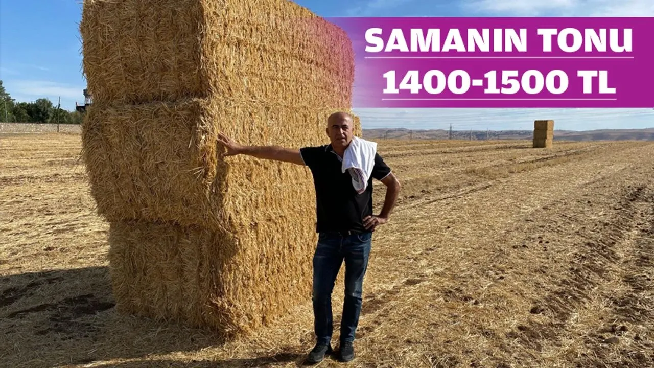 Besiciler Saman Balyası Peşinde