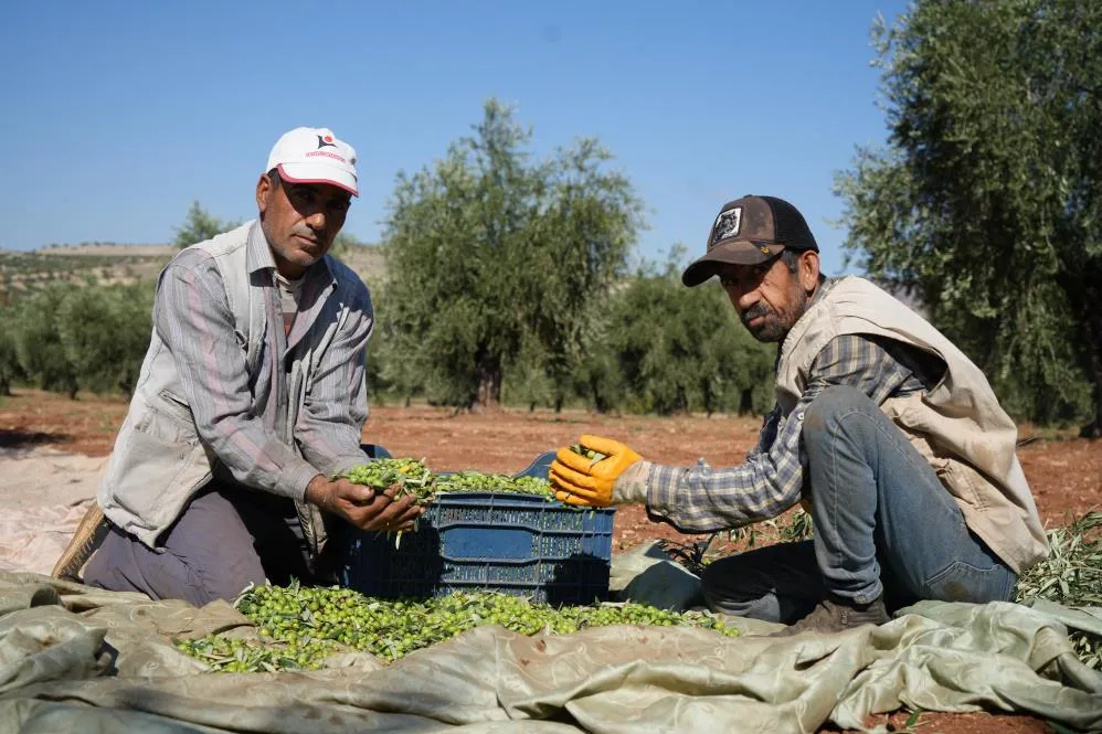 Kilis'te Zeytinde Erken Hasat Dönemi