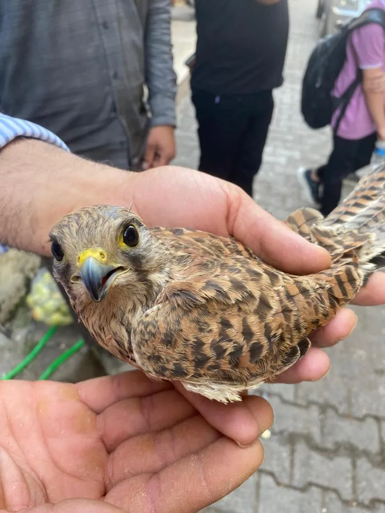 Şırnak’ta Bulunan Kerkenez Kuşu Doğal Yaşam Alanına Bırakıldı