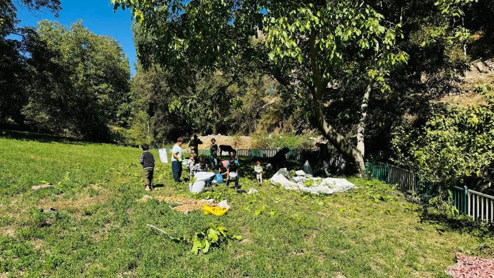 Şırnak'ta Ceviz Hasadı Başladı