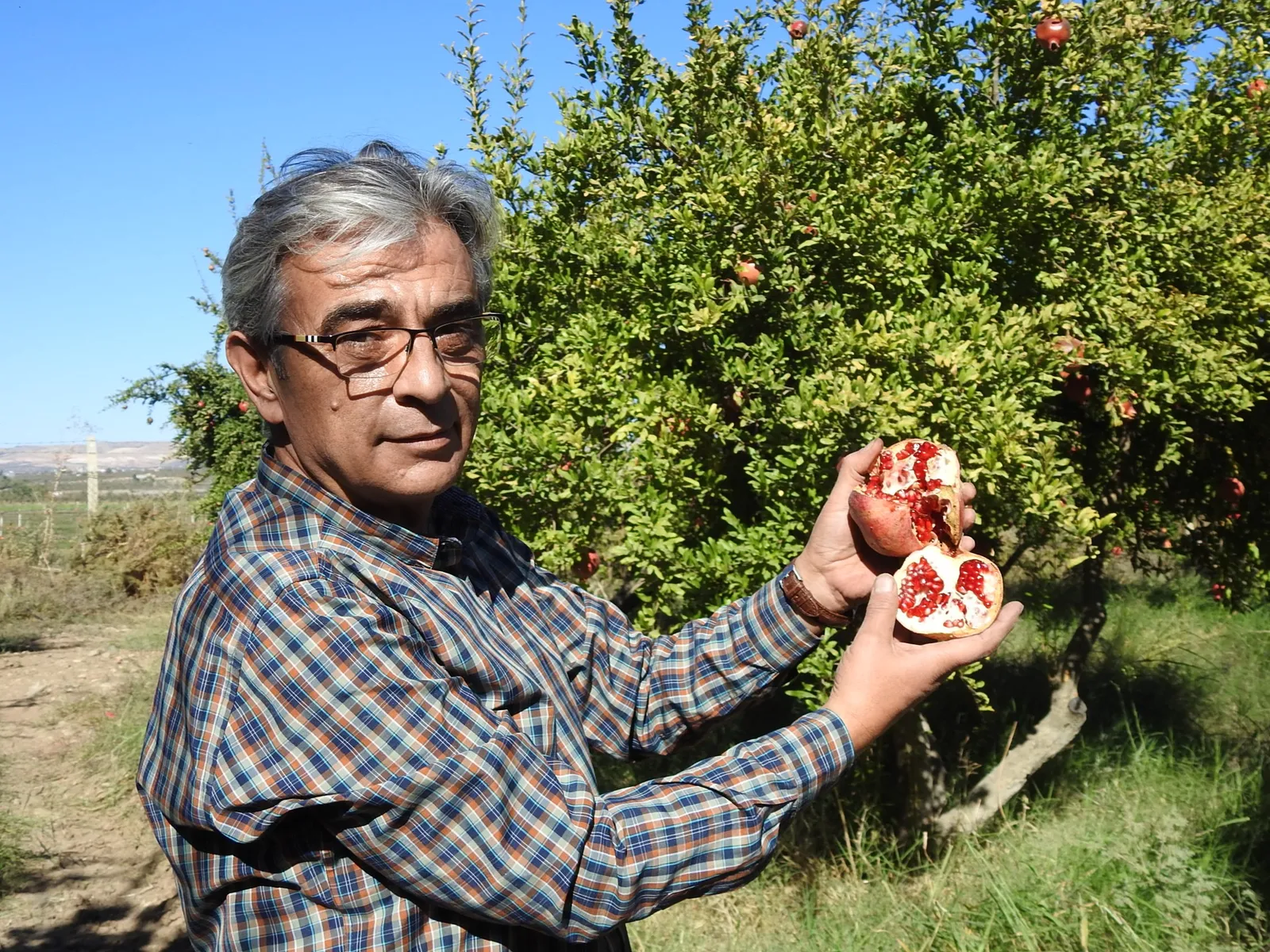 Çiftçiler Nar Hasadına Hazırlanıyor