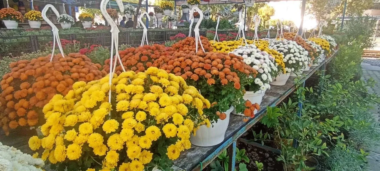 Kışın Habercisi Tezgahlarda