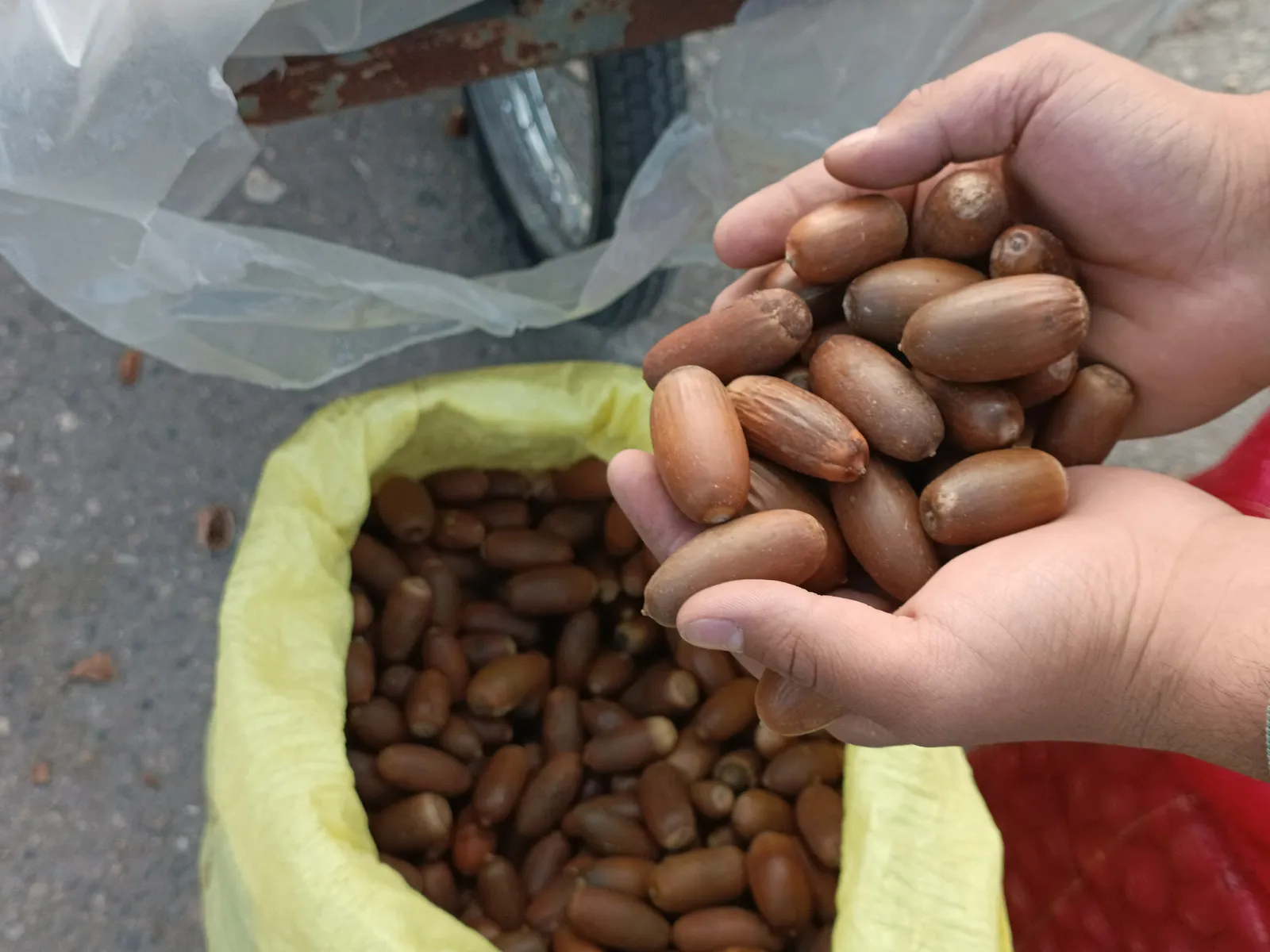 Kestane Yerine “Meşe Palamudu” Tezgahta Yer Aldı