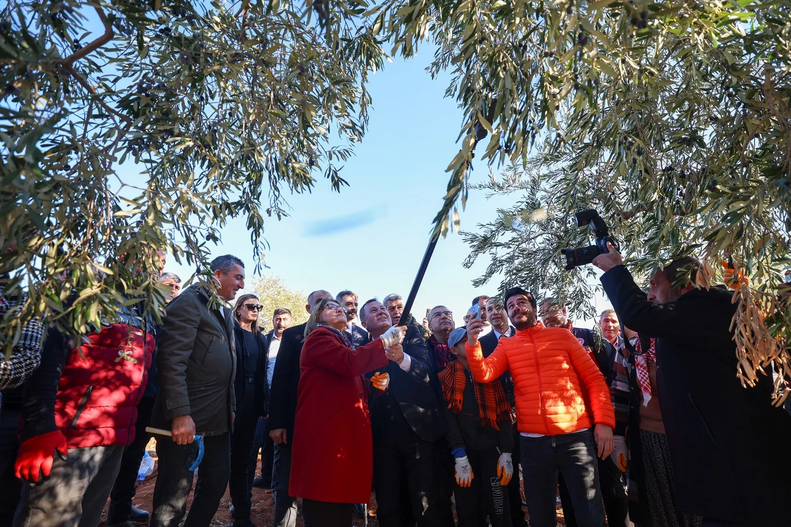 Şahin, Nizip'te Zeytin Hasadına Katıldı