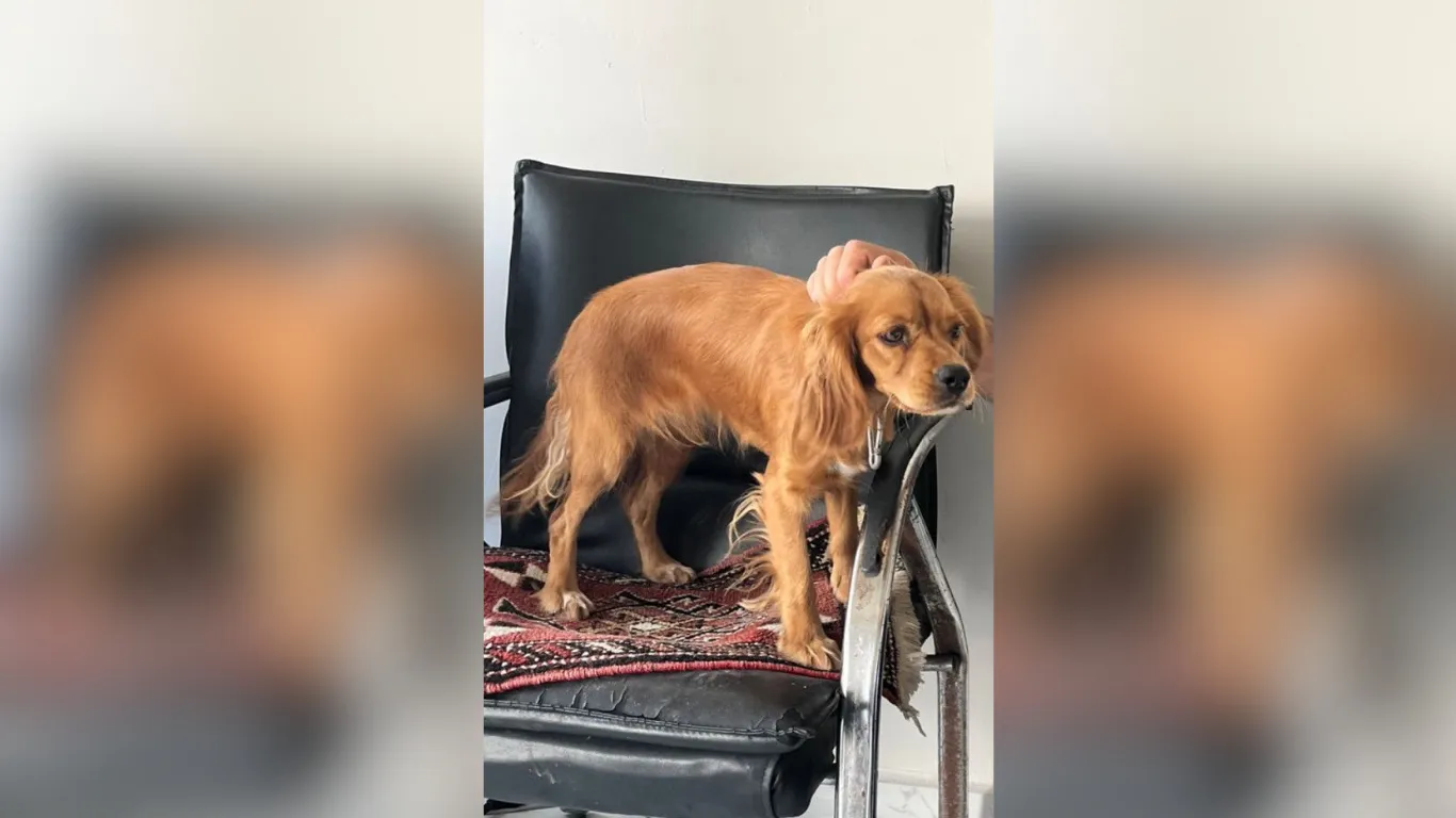 Çalınan Badem İsimli Köpek Her Yerde Aranıyor