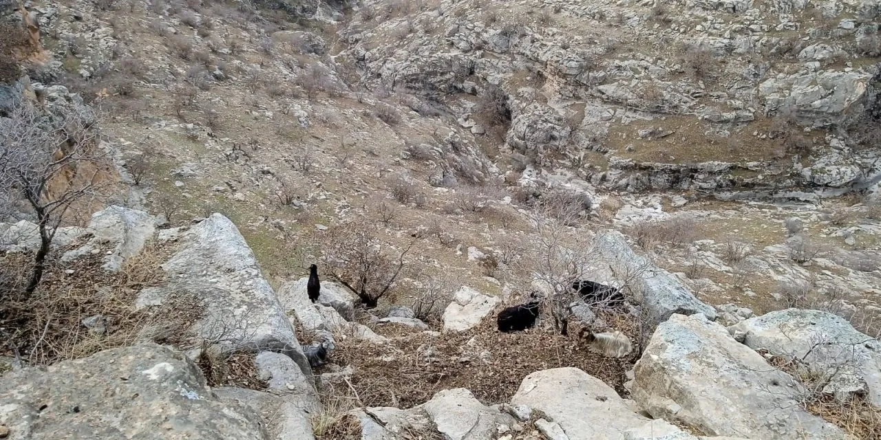 Siirtli Çoban TikTok İzledi; Keçiler Kayalıklarda Mahsur Kaldı