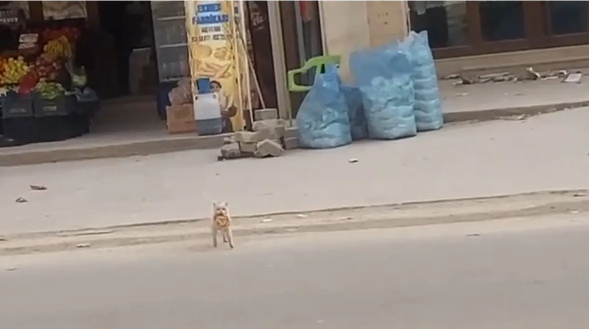 Kedi Market Önündeki Simidi Çaldı