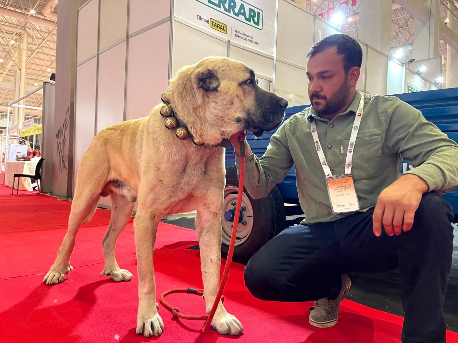 Çobanların Vazgeçilmezi: Guregh Köpekleri