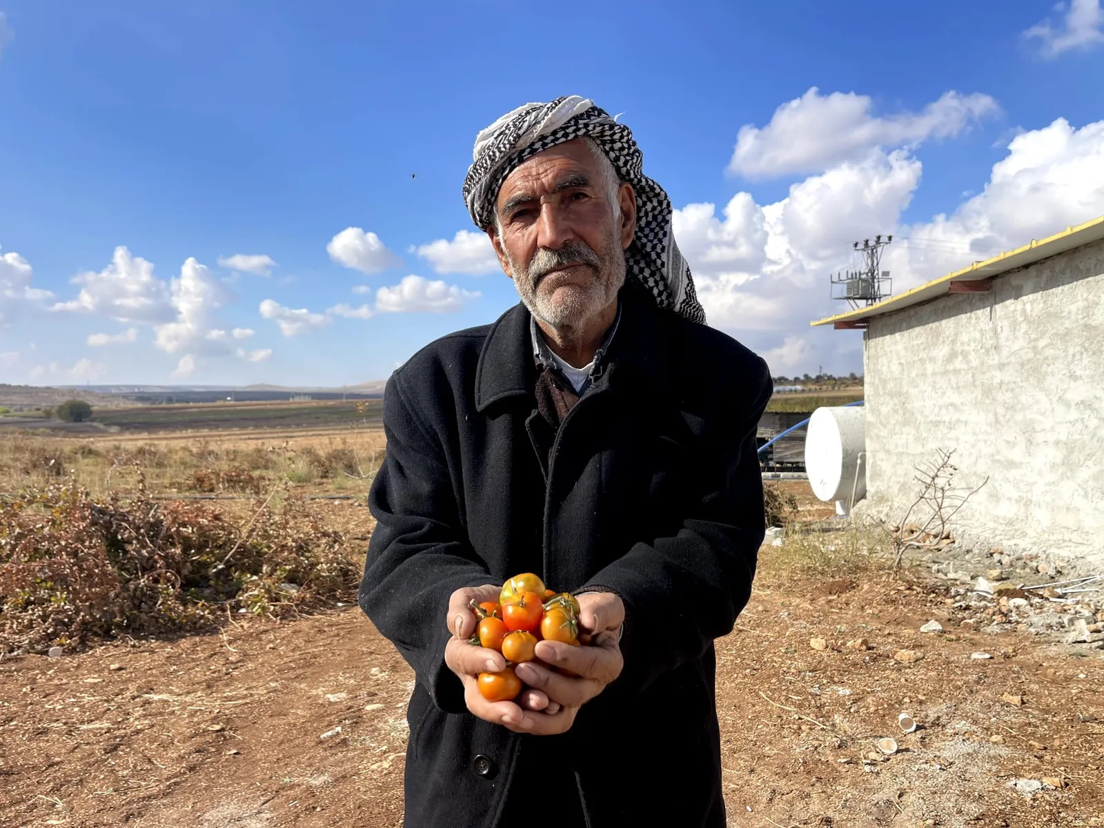 Bej Domates Koruma Altına Alınıyor