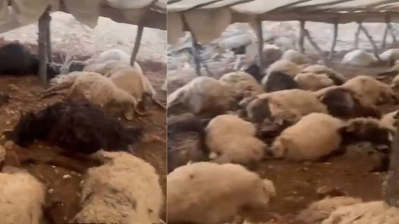 Siirt’te Çadırda Havasız Kalan 120 Koyun Öldü