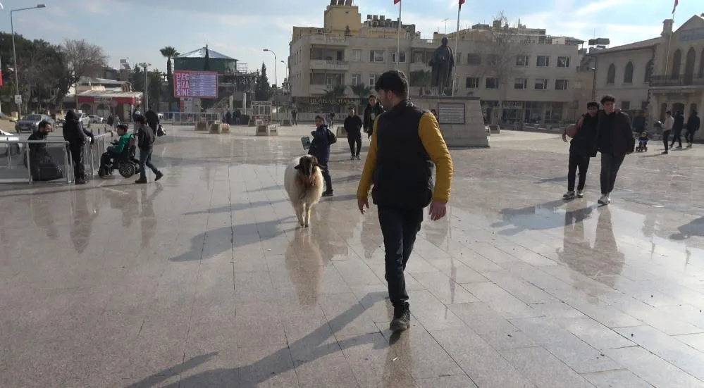 Sokaklarda Koyunu İle Gezen Genç İlgi Odağı Oldu