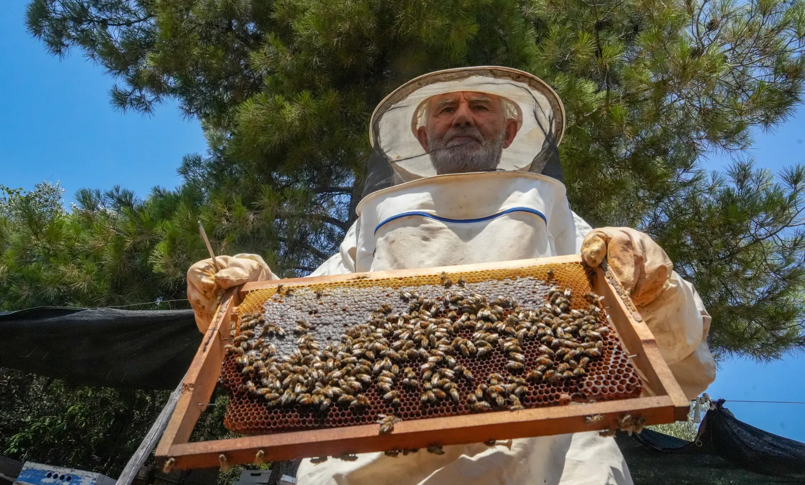 Siirt Arıcılıkta Türkiye'de İlk 5'e Girmeyi Hedefliyor
