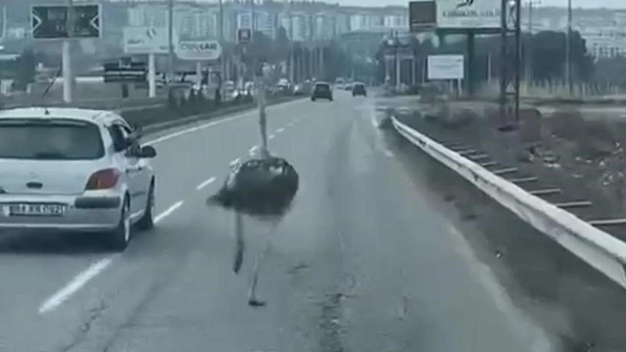 Diyarbakır'da Çiftlikten Kaçan Deve Kuşu Trafiği Birbirine Kattı