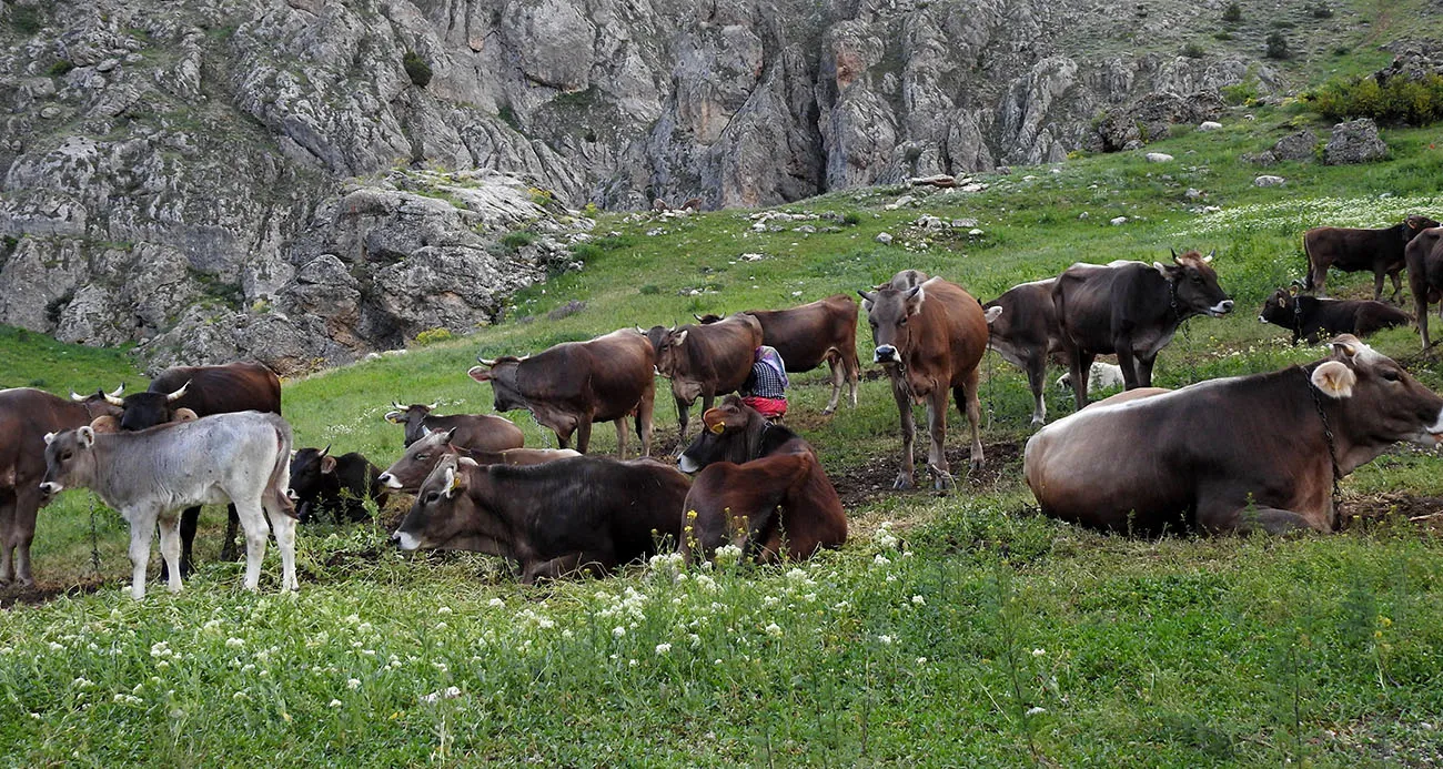 60 bin TL Maaşla Çoban Bulamayınca Çözümü Nöbetleşmekte Buldular