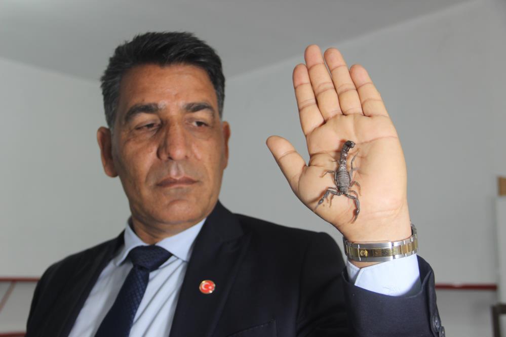 Dünyanın En Pahalı Sıvısını Üreten Urfalı Akrep Üreticisinden, Akreplerini Koruma Kararına Destek