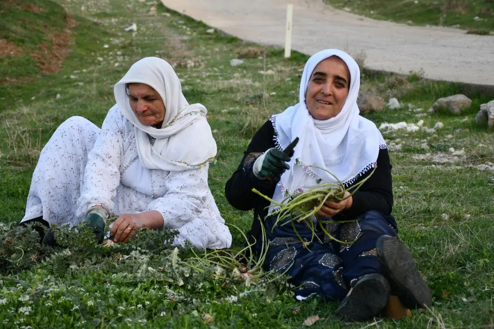 Herekol Dağı Eteklerinde Kenger ve Pancar Hasadı Başladı