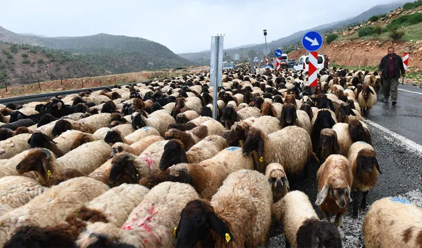 Koçerleri Zorlu Yayla Yolculuğu Başladı