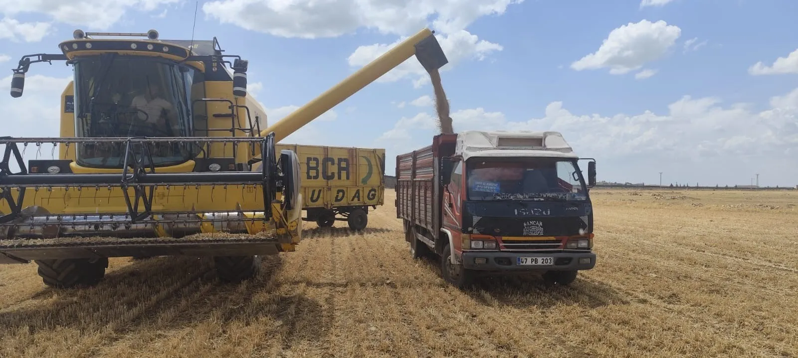 Buğdayda Verim Düştü: 40 Ton Yerine 6 Ton