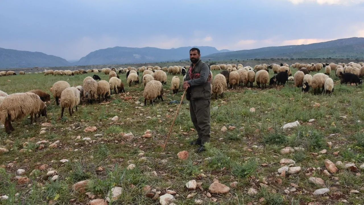 Şırnak'ta 1 Milyon Hayvanın Yayla Yolculuğu Başladı