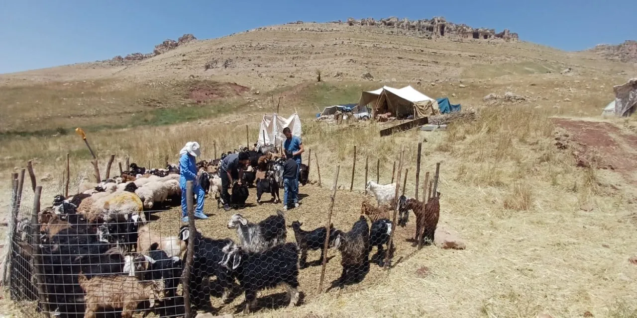 Yaylada Aşılama ve Küpeleme Çalışmaları Başladı