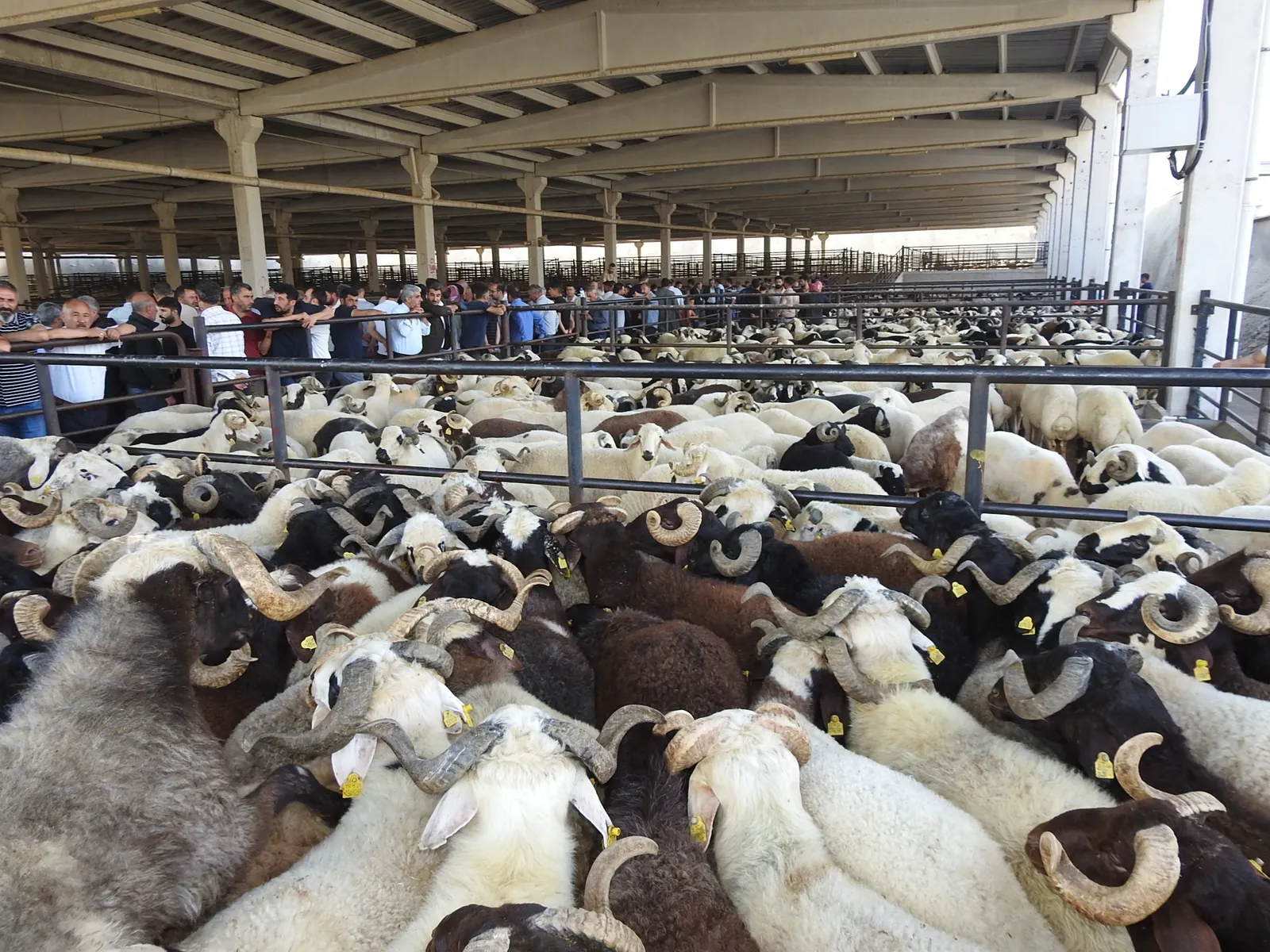 Bayram Hazırlıkları Devam Ediyor: Şeker Var, Et Var, Yolcu Yok!