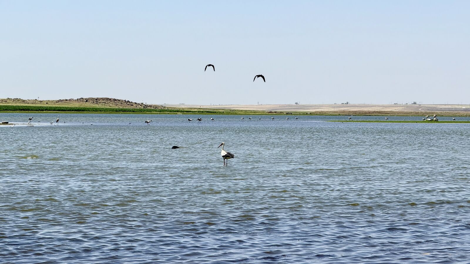 Diyarbakır’da Yıllar Sonra Bir İlk: Flamingolar Geri Döndü!
