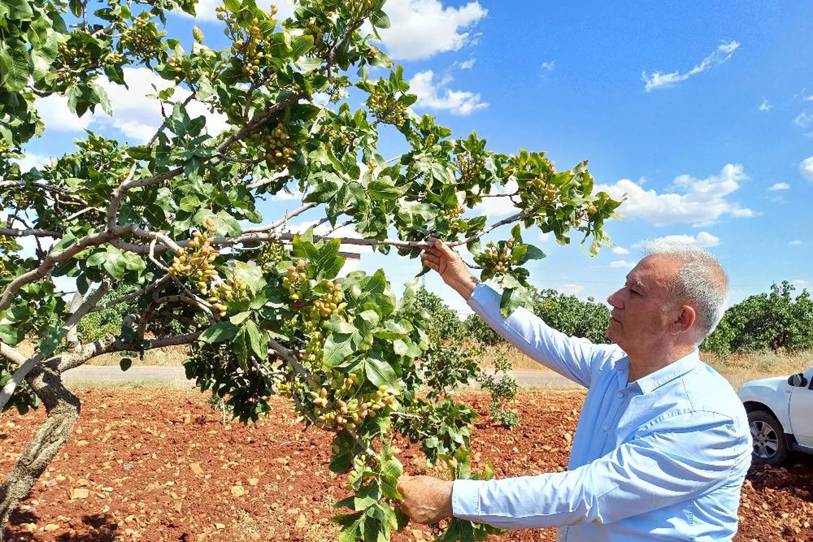 Antep Fıstığı Rekoltesinde Yüzde 50 Düşüş Bekleniyor