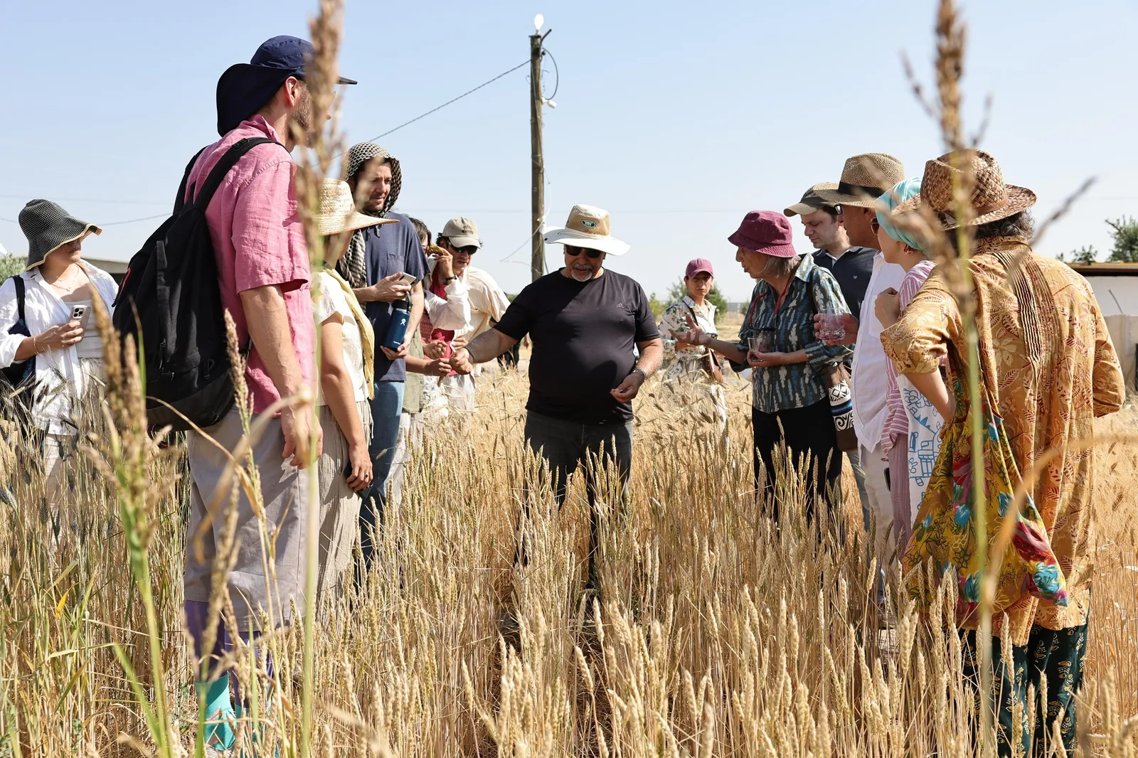 Uluslararası Buğday Hasadı Festivali Başladı