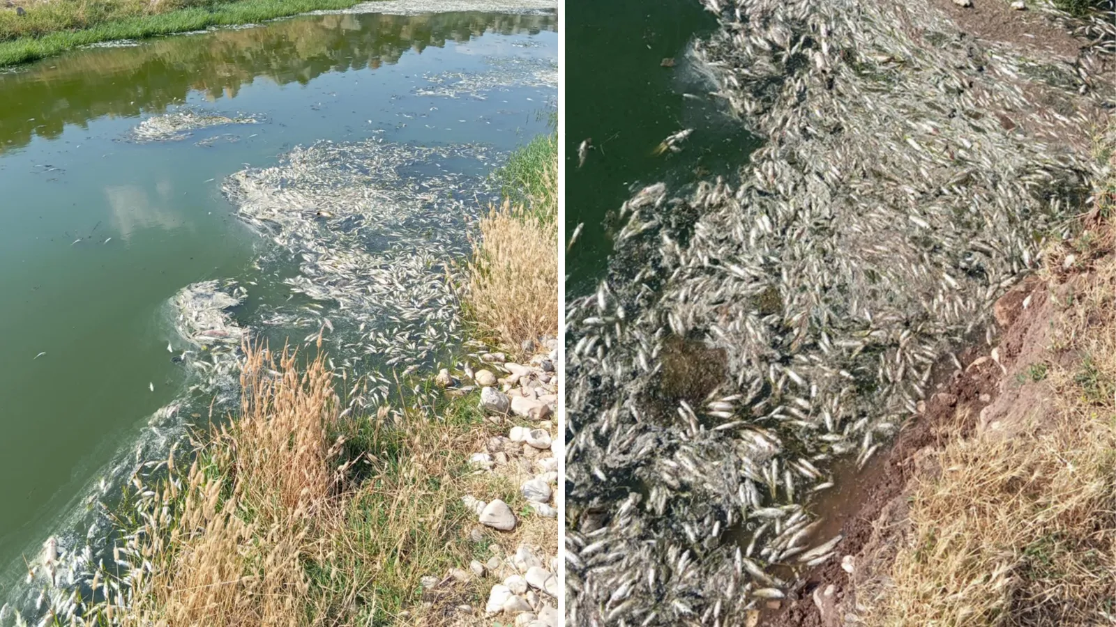 Balık Ölümleriyle İlgili İnceleme