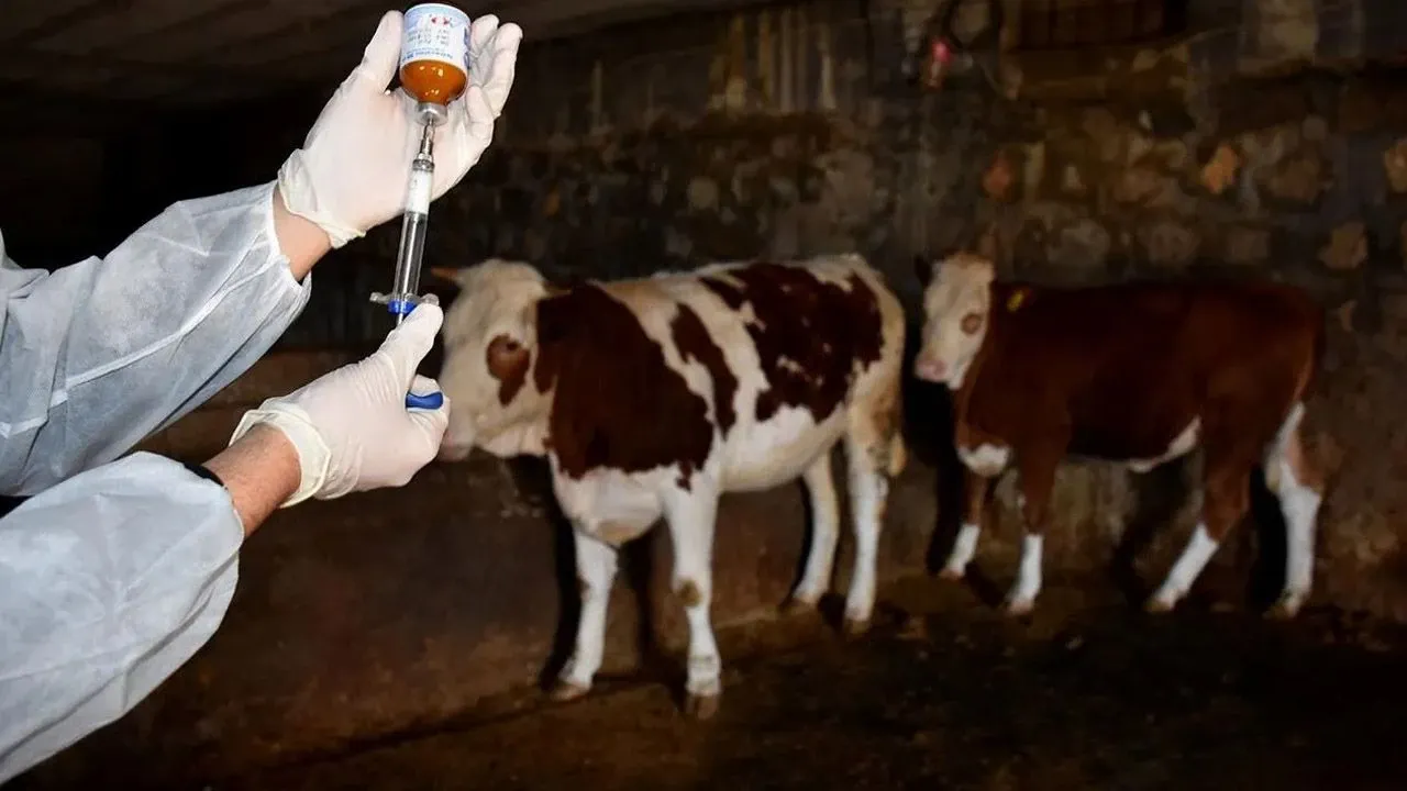 Bölgede Hayvanların Yüzde 30'u Şap Hastalığına Yakalandı