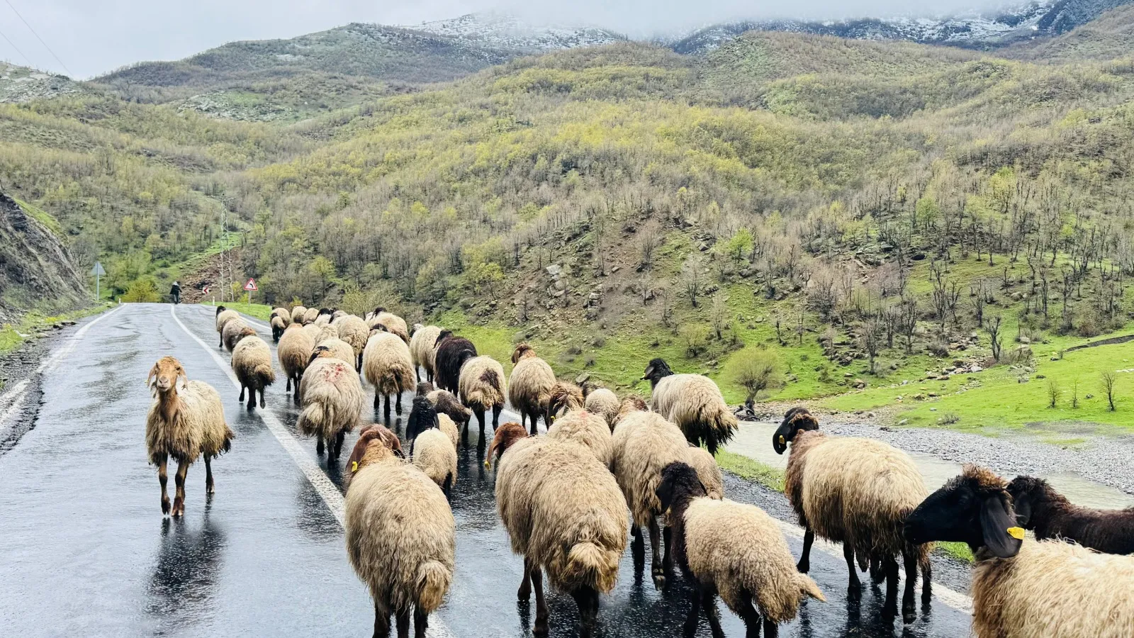 Yaklaşık 1 Milyon Küçükbaş Yaylardan Ovalara İniyor