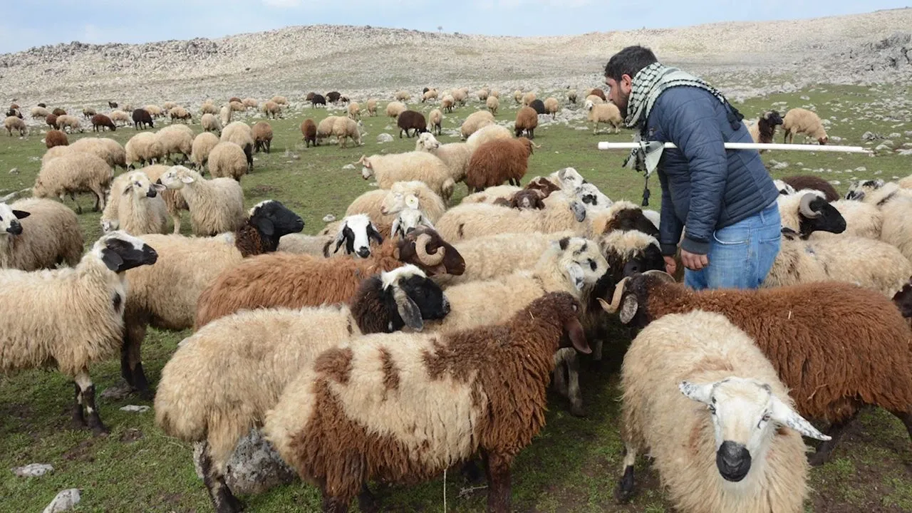 Diyarbakır’da Hayvancılık Alarm Veriyor