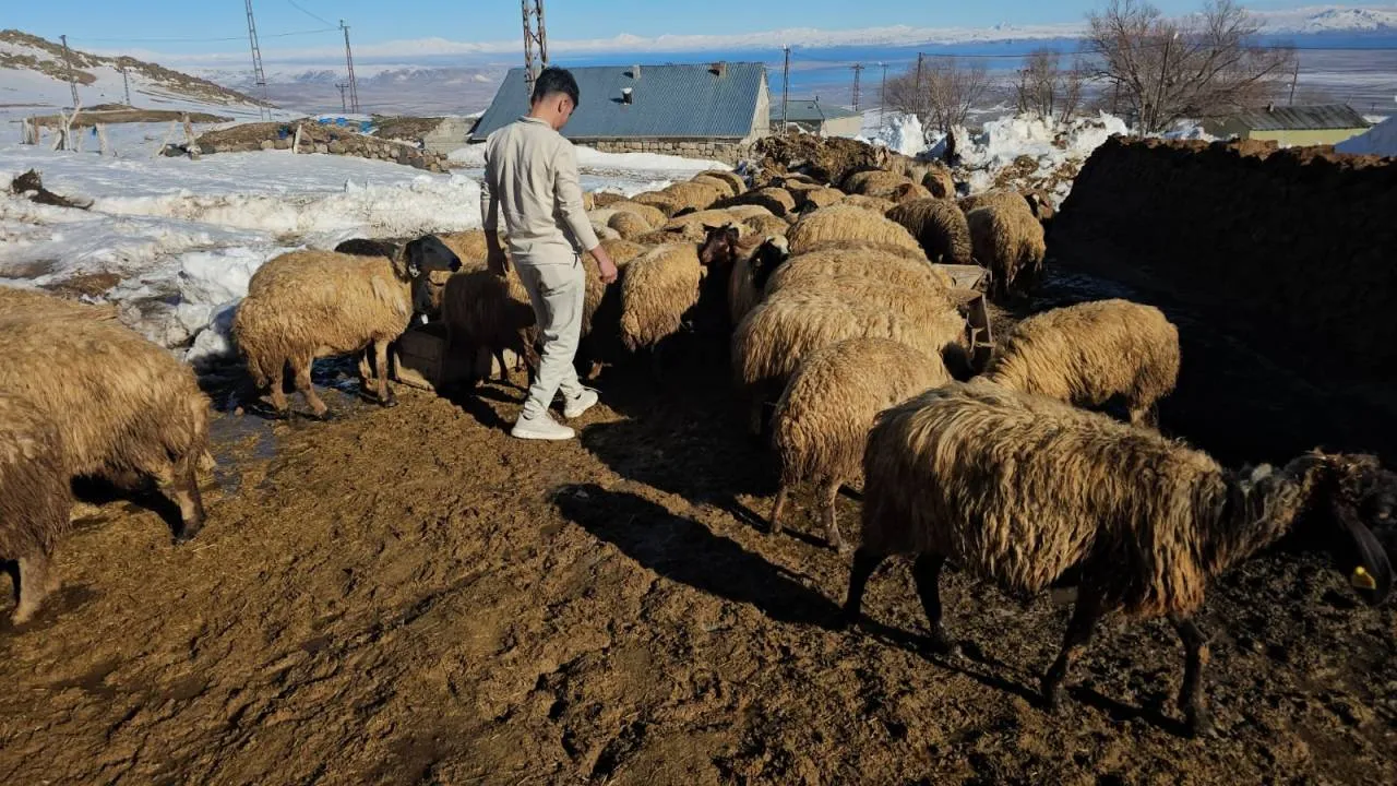 Sert Kış Besiciyi Vurdu: Hayvanlar Meraya Çıkamıyor