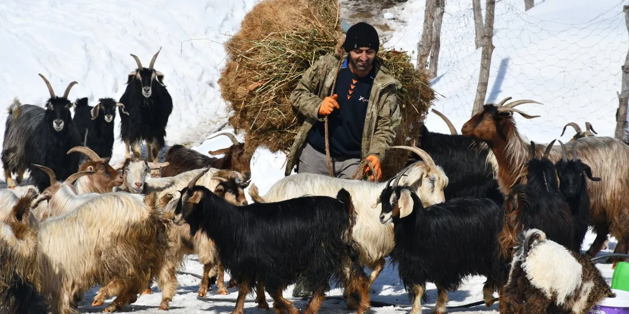 Şırnak'ta Keçi Besiciliği Göçe Yenik Düşüyor