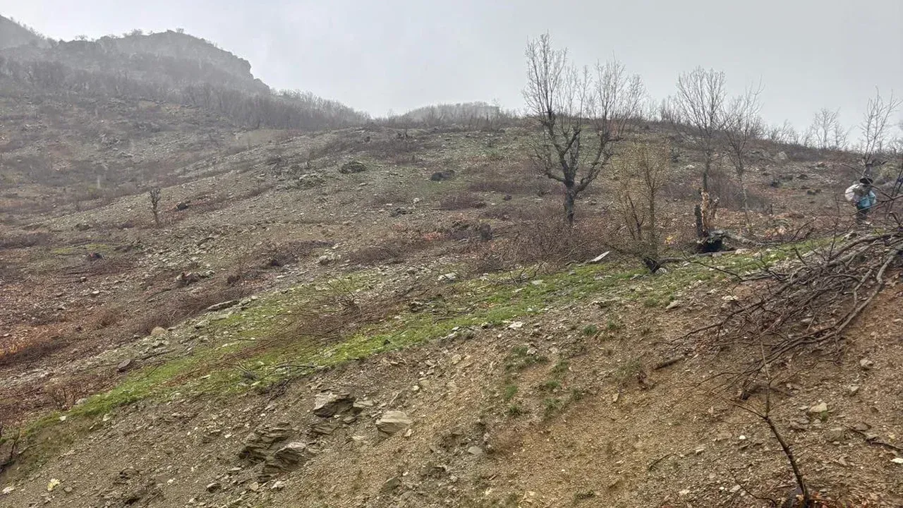 Diyarbakır’da Ağaç Tartışması: “Gençleştirme mi, Katliam mı?”