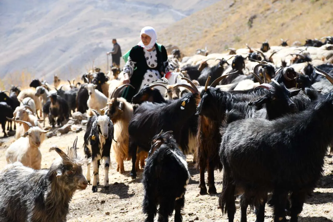 Şırnak’ın Zirvesinde Altın Fiyatına Tereyağı! Kilosu 5 Bin ile 10 Bin Lira Arasında Satılıyor