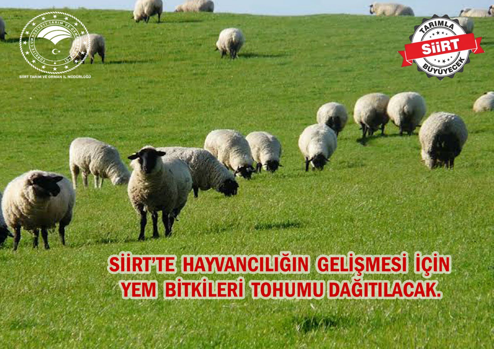 SİİRT'TE HAYVANCILIĞIN GELİŞMESİ İÇİN 400 BİN TL DAĞITILACAK