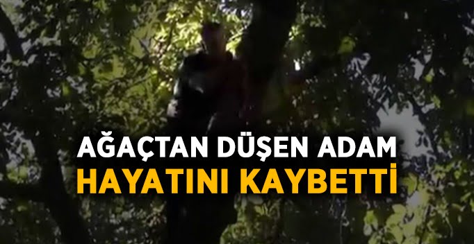 Şirvan’da Ağaçtan Düşen Vatandaş Hayatını Kaybetti