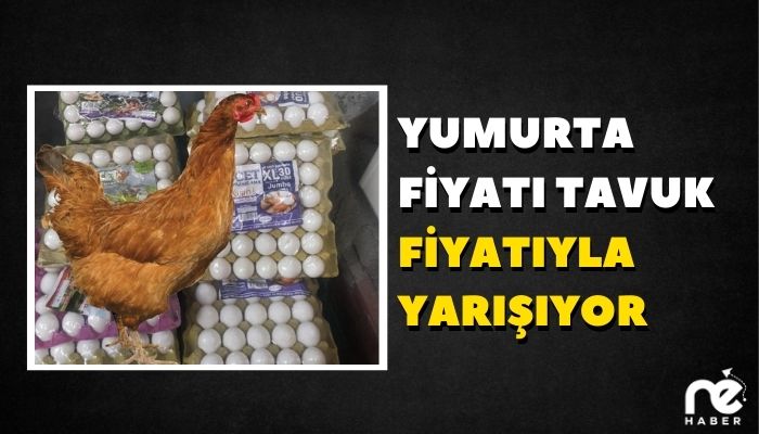 YUMURTA FİYATI TAVUK FİYATIYLA YARIŞIYOR