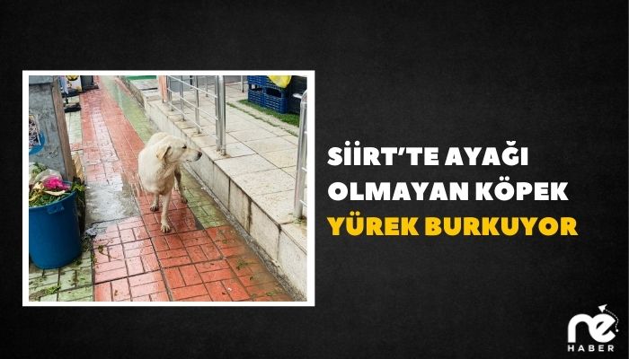 SİİRT’TE AYAĞI OLMAYAN KÖPEK YÜREK BURKUYOR