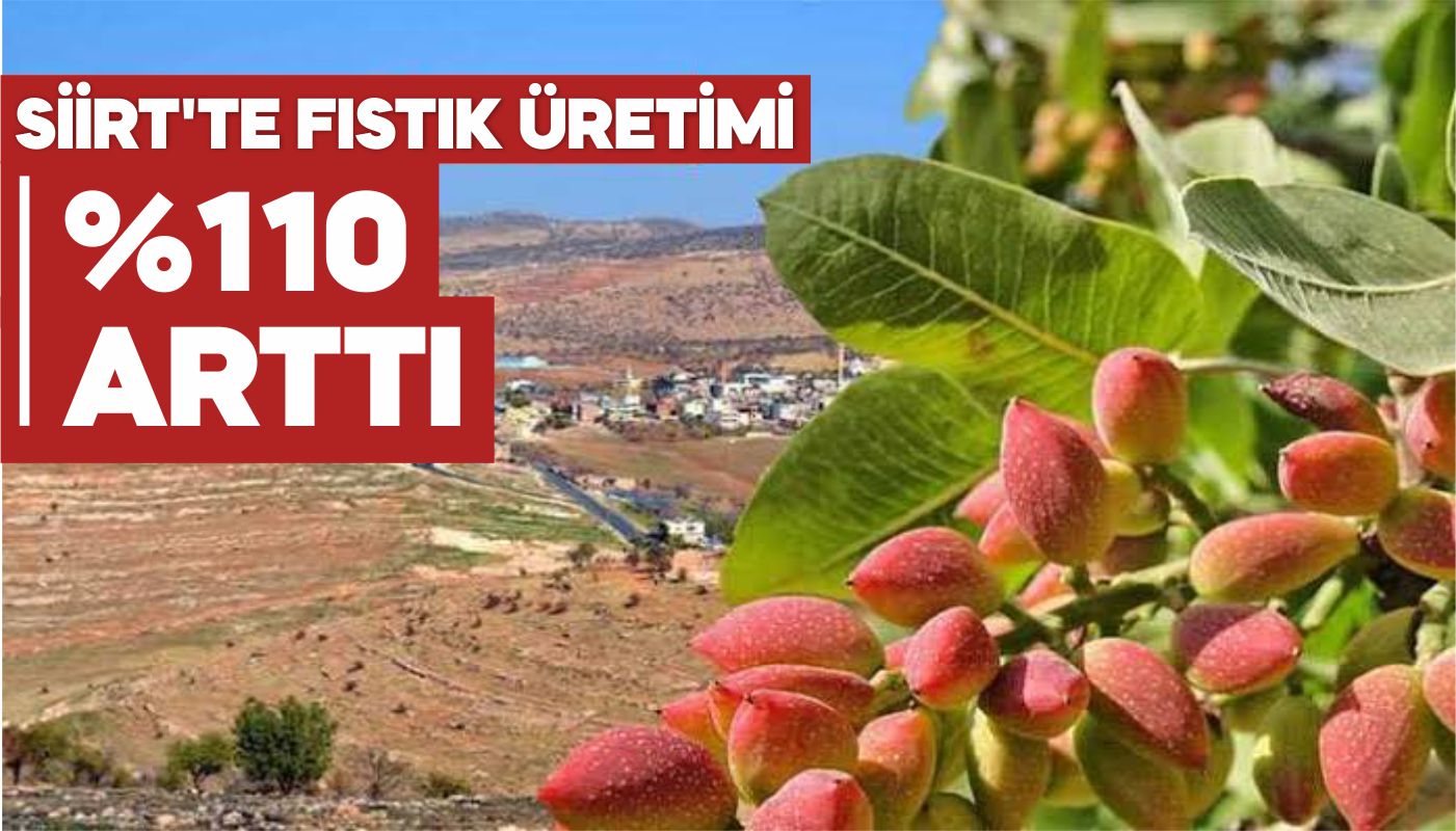 SİİRT'TE FISTIK ÜRETİMİ %110 ARTTI