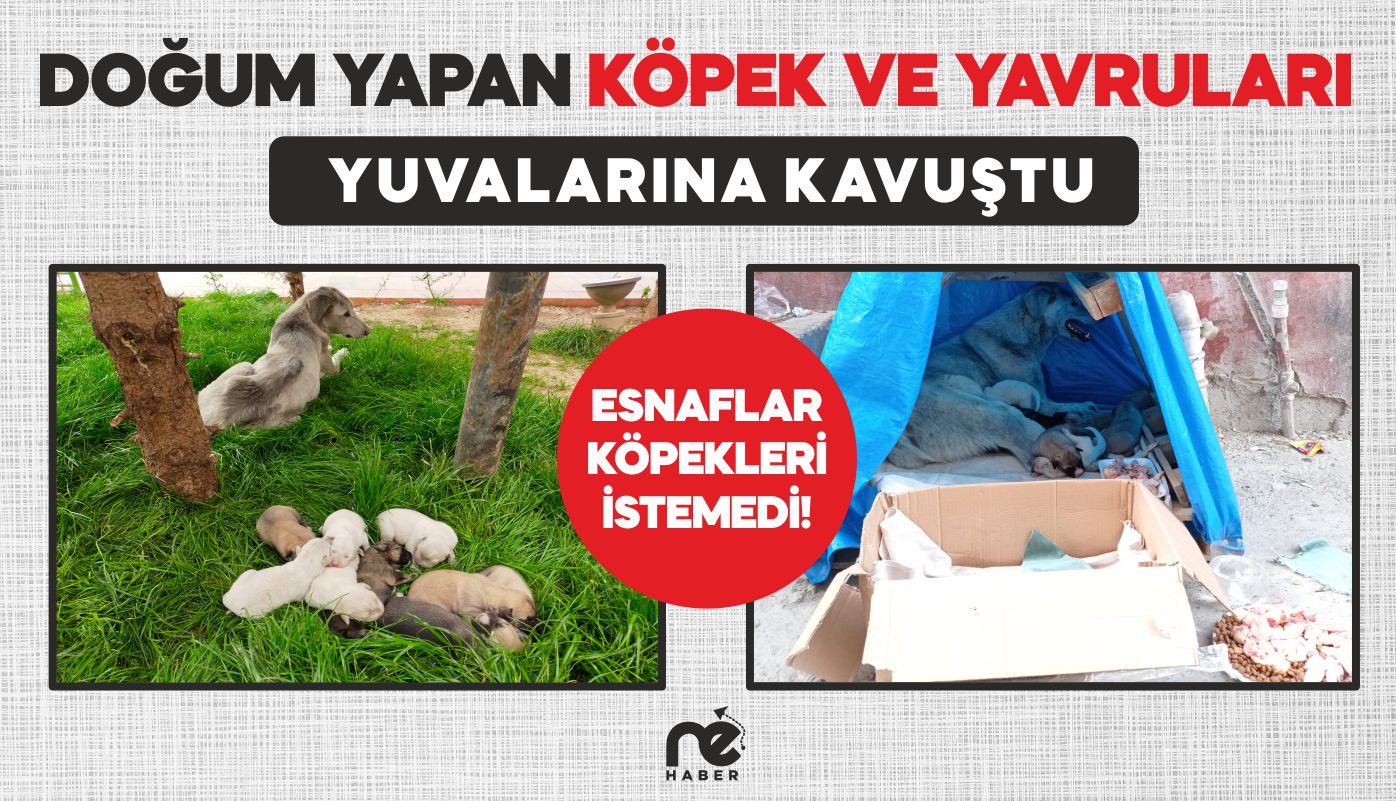 DOĞUM YAPAN KÖPEK VE YAVRULARI YUVALARINA KAVUŞTU