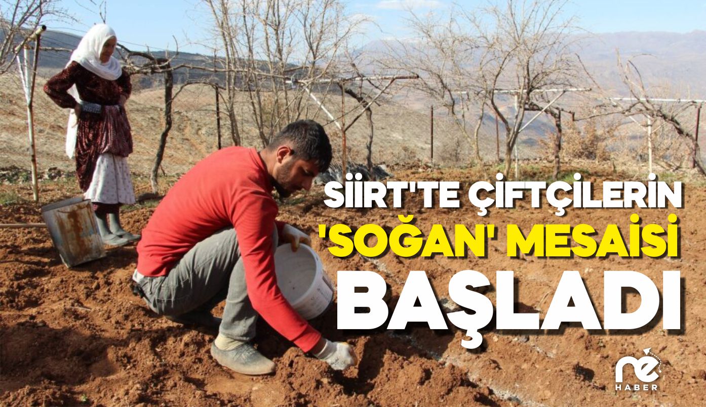 SİİRT’TE ÇİFTÇİLERİN ’SOĞAN’ MESAİSİ BAŞLADI