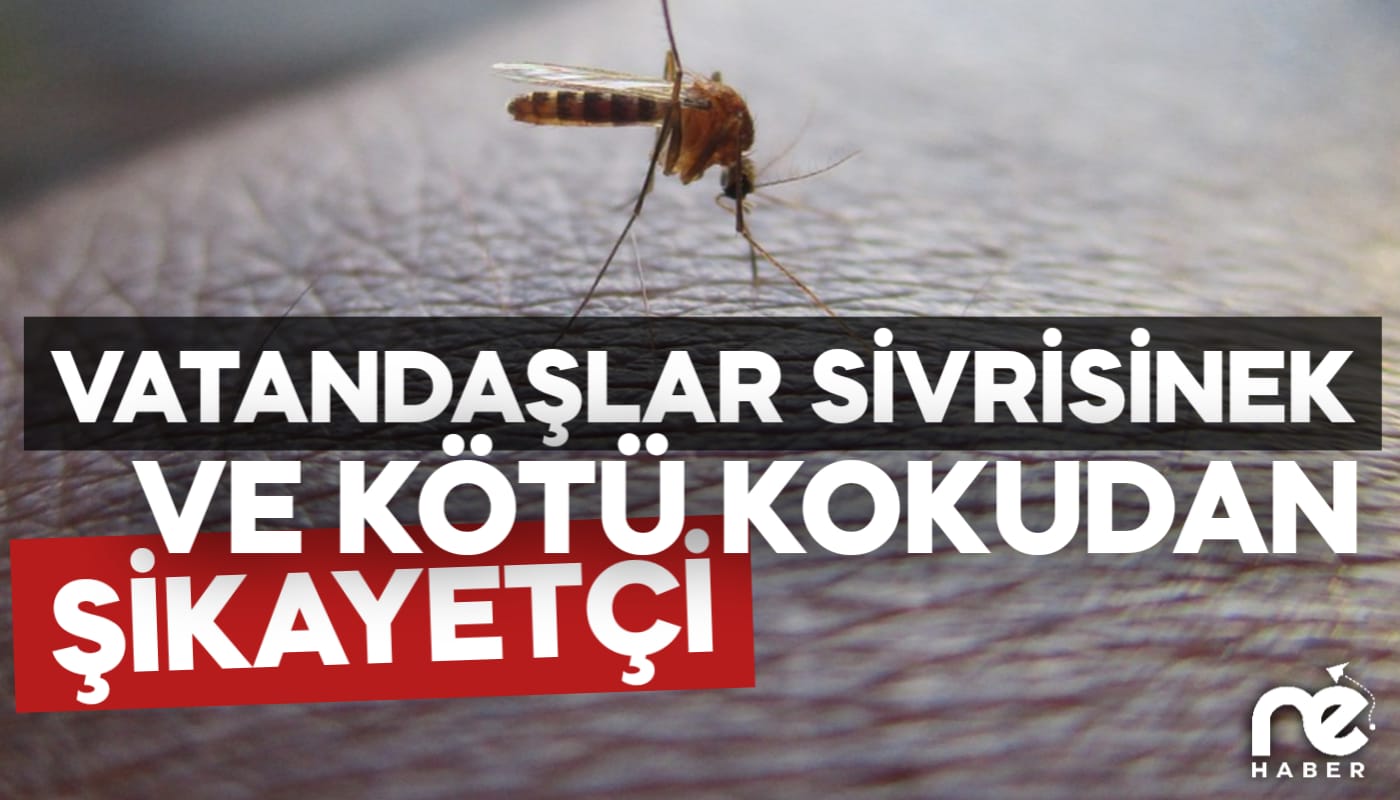 VATANDAŞLAR SİVRİSİNEK VE KÖTÜ KOKUDAN ŞİKAYETÇİ