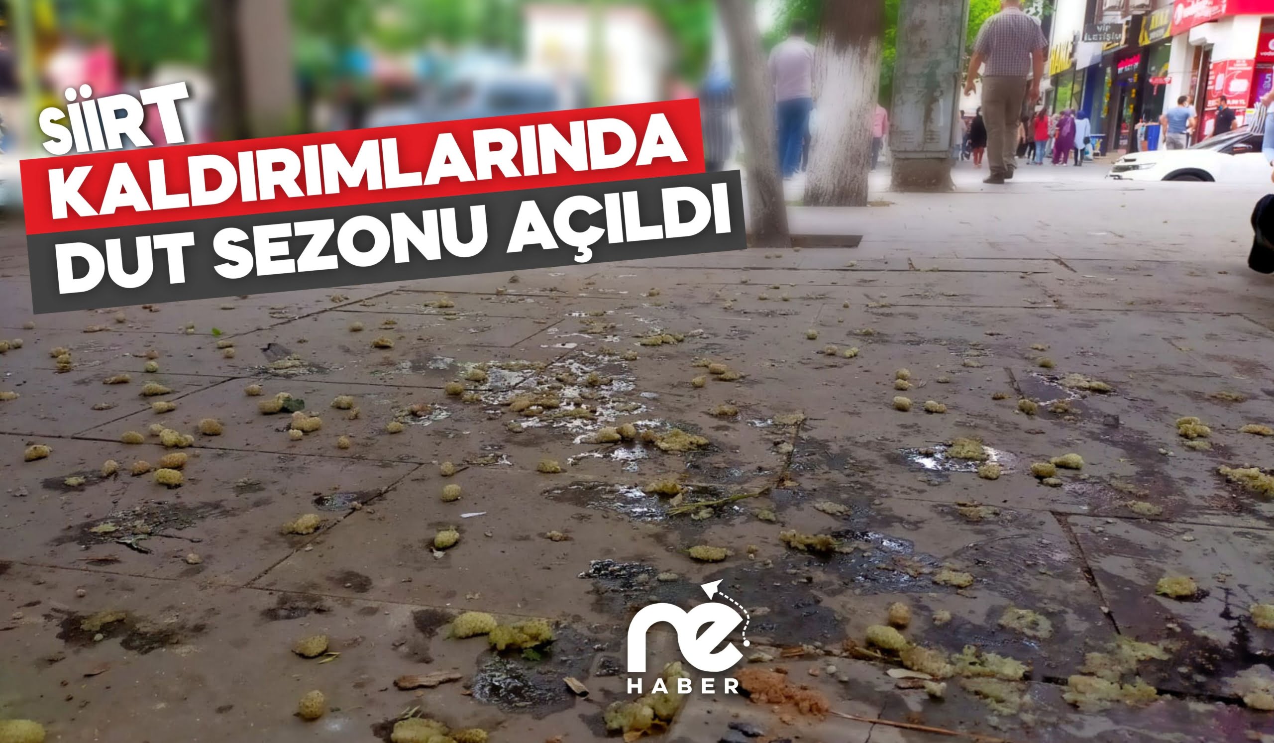 SİİRT'TE KALDIRIMLARIN DUT SEZONU AÇILDI