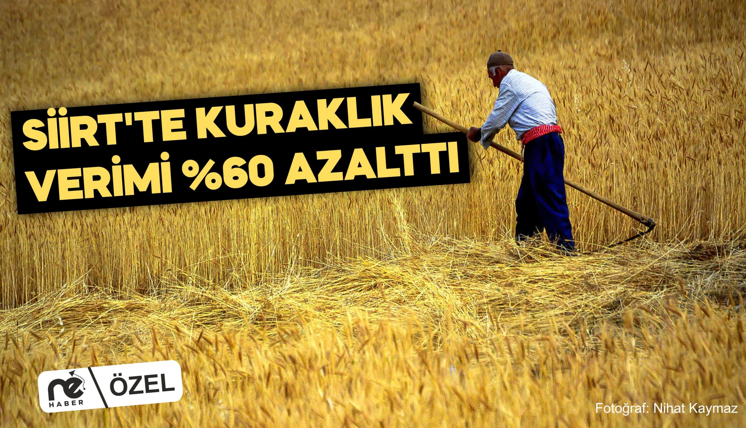 KURAKLIK NEDENİYLE VERİM YÜZDE 60 AZALDI