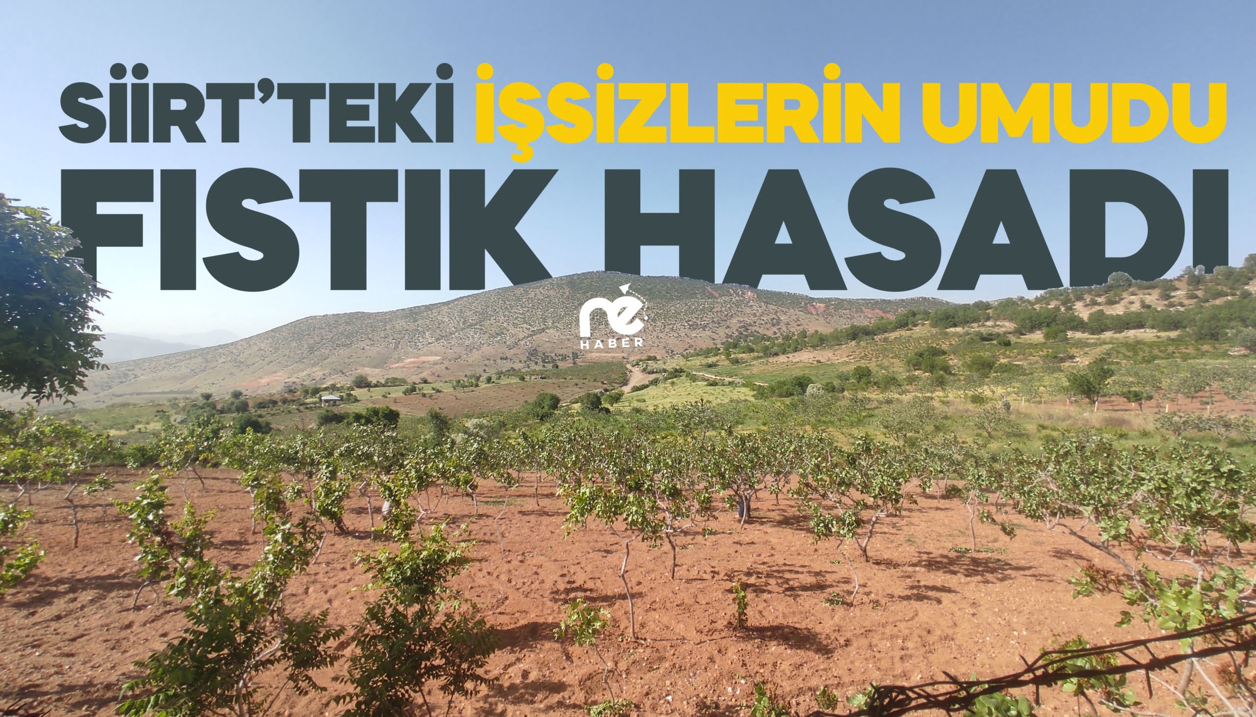 SİİRT’TEKİ İŞSİZLERİN UMUDU FISTIK HASADININ BAŞLAMASI