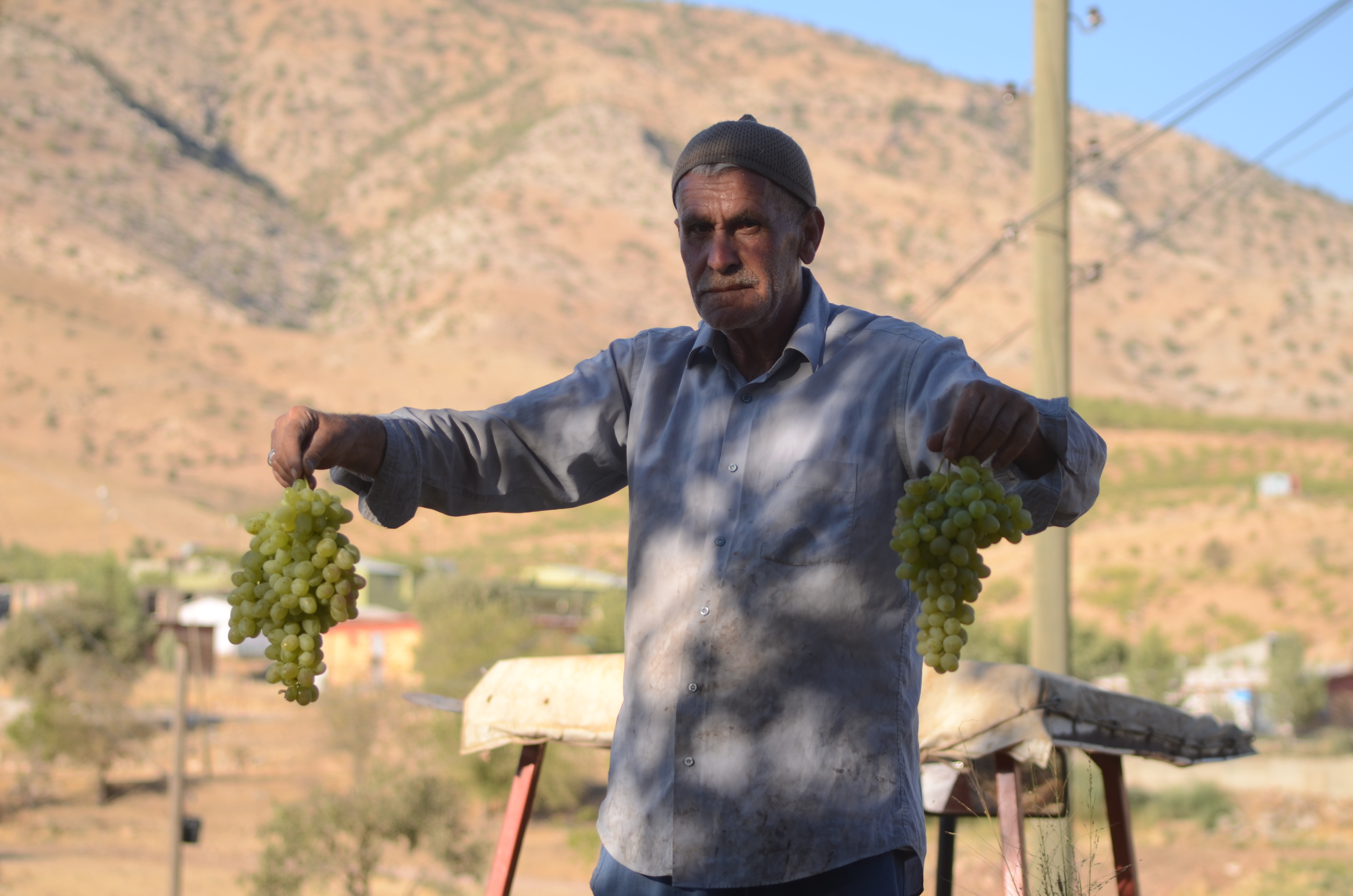 Siirtlilerin pekmez mesaisi devam ediyor